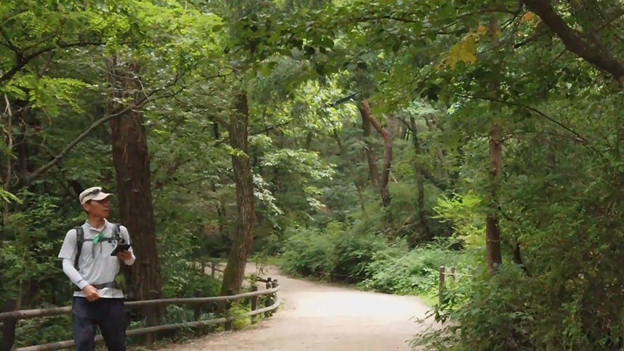 прогулка по лесной тропе - гора бухан, сеул корея.