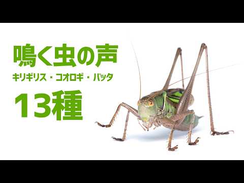 【秋の鳴く虫】キリギリス・コオロギなど13種類の鳴き声