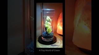 Tiny World #2: The Secret Life Inside This Glass Jar🌿(Mini Mossarium Series)