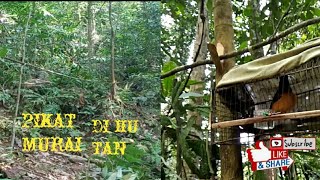 pikat murai batu mb borneo-pikat chanel