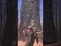 Amazing giant tree felling with chainsaw #shorts