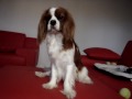 Eli Waving, she&#39;s our Cavalier King Charles Spaniel.