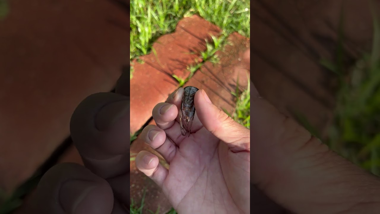 Neotibicen davisi screams with some calling in the background