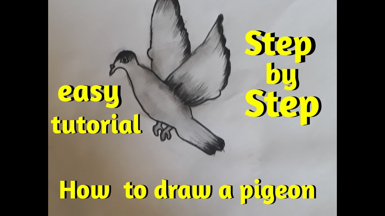 How to draw a pigeon | step by step | easy tutorial - YouTube