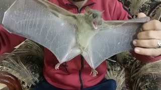 عالم الخفافيش.. حقيقة استخدام دم الخفاش لإزالة الشعر الزائد