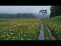 想い出の路 / 井上由美子 Cover:山口えい子