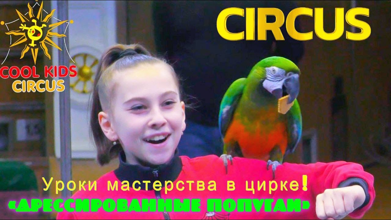 Уроки мастерства в цирке! Первая часть - «Дрессированные попугаи ...