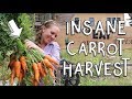 HOLY COW… This CARROT HARVEST IS INSANE!