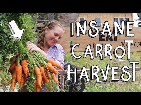 holy-cow…-this-carrot-harves…