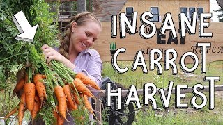 HOLY COW… This CARROT HARVEST IS INSANE!