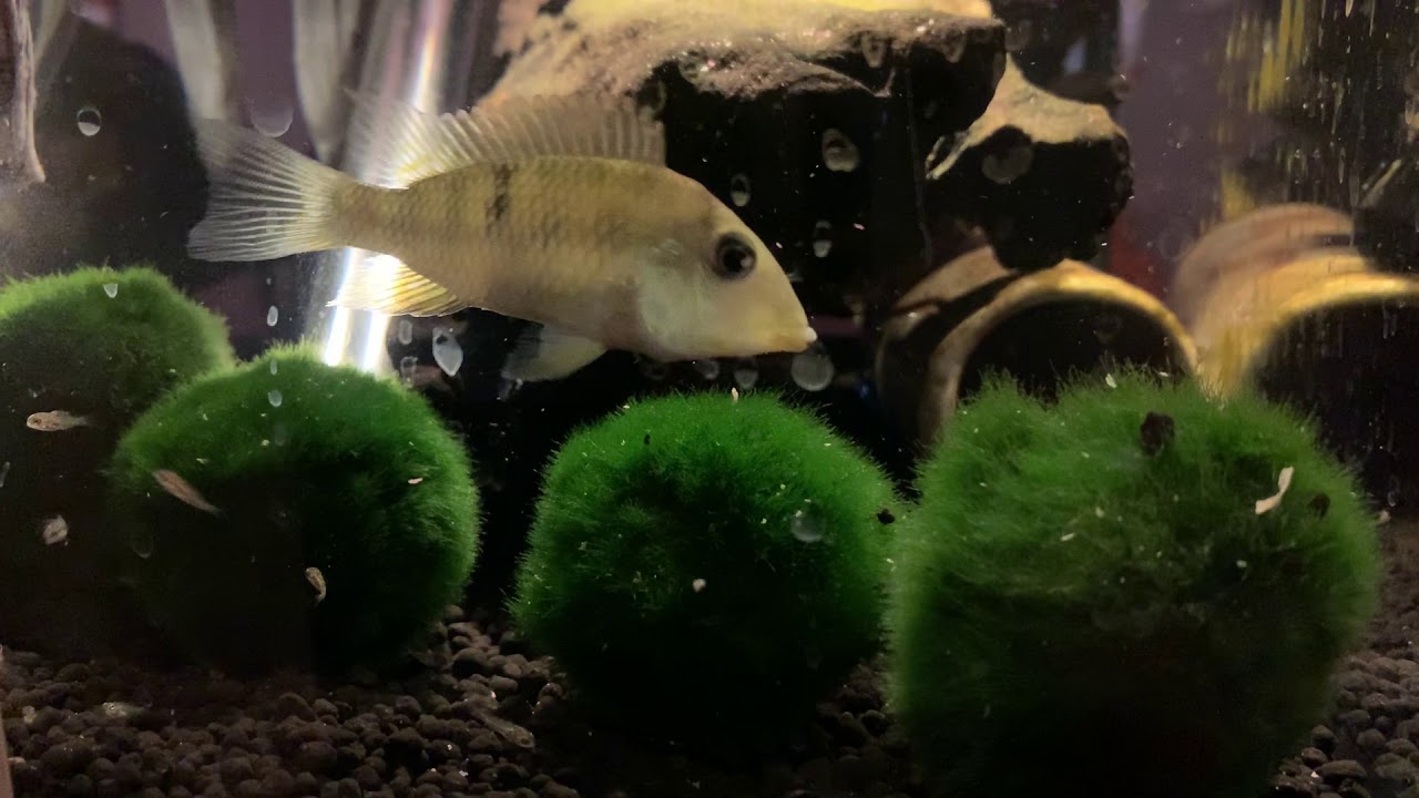 Red Hump Eartheater - Geophagus Steindachneri With Her Fry