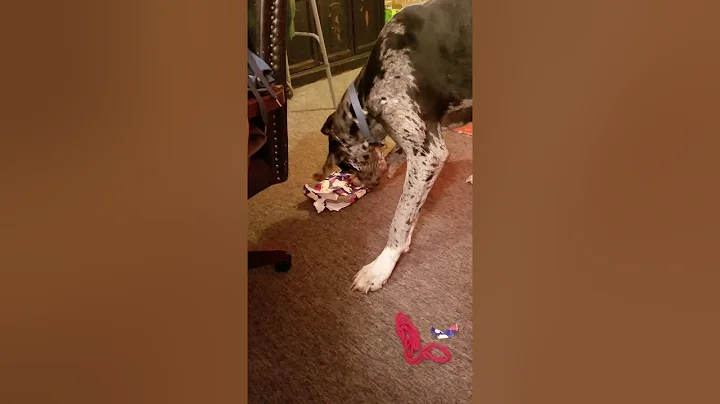 Shadow opening Xmas present
