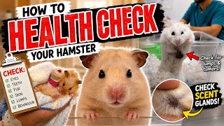 How to Give Your Hamster a FULL Body Health Check! *Step-by-Step Guide*
