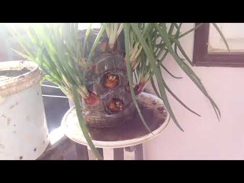 متابعة نباتاتي اليوم في البلكون 