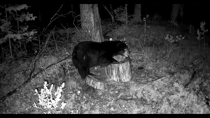 【Camojojo】Guardians of the Wilderness