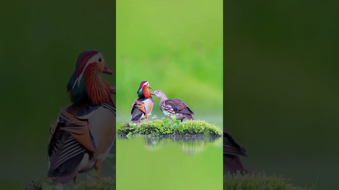 Watch These Birds Show Off Their Bright Feathers!