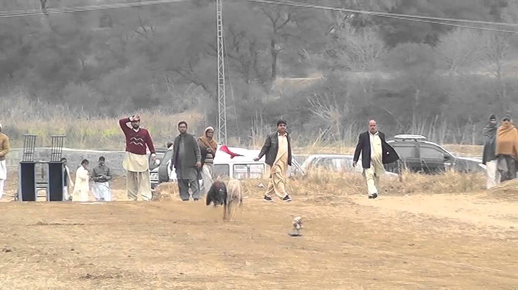 Dog Race In Kallar Sayedan 3