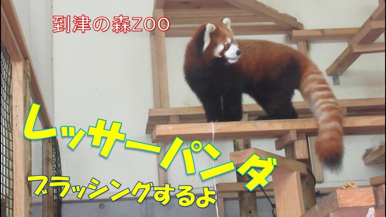 レッサーパンダ（到津の森ZOO） - YouTube