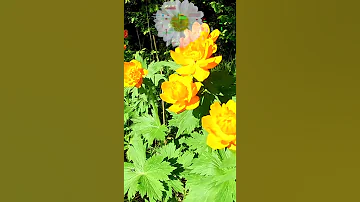 Огоньки или Купальница азиатская.🌻