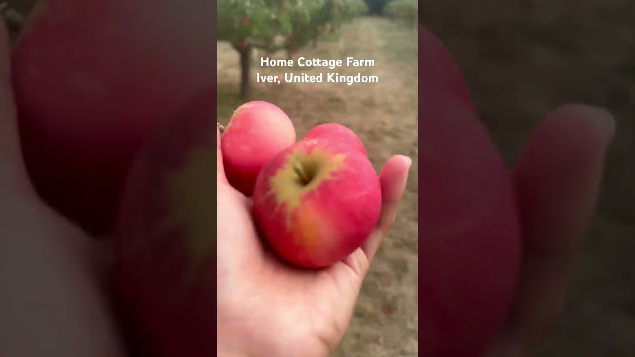 My Fil-Brit kids and I picked organically grown apples from an orchard. 