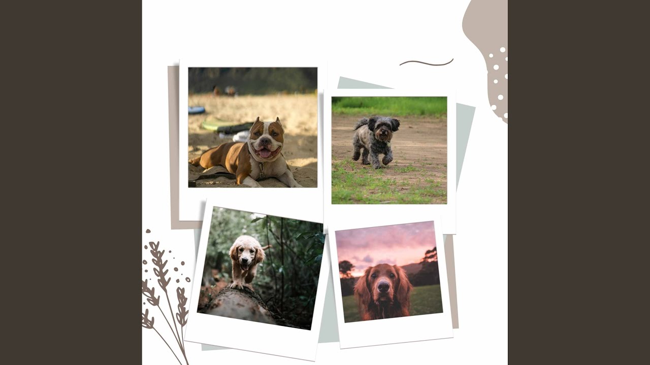 Smart Backdrops for Sweet Dogs