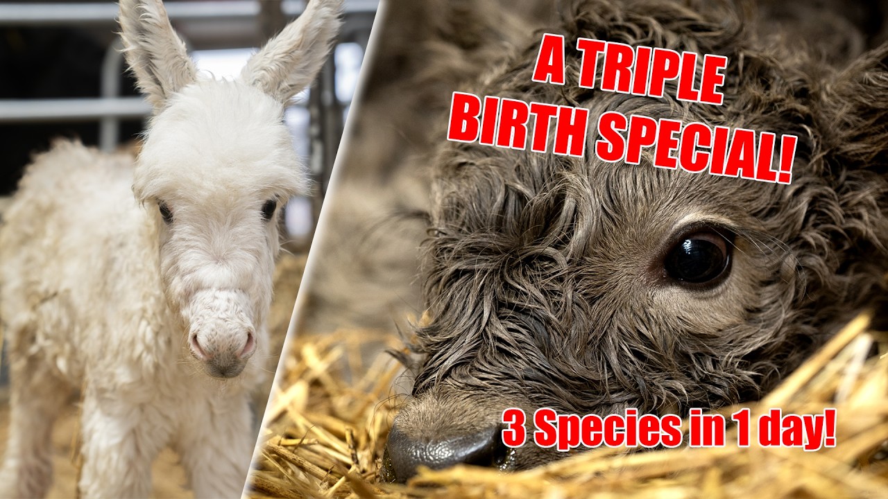 SHE COULDN'T DO IT ALONE... A Really Intense Highland Cow Birth! 