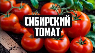 Томат Сибирский скороспелый: секреты успеха