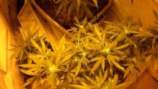 closet grow 2011 ...week 1 blue dream