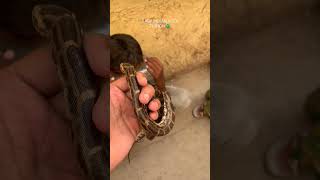 Famous BABY INDIAN ROCK PYTHON 🔥🐍 #indianrockpython #rockphython #snakevideo Net Worth