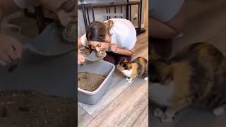 Hero Cat pretends to be innocent - Pet Comedy ⚡ Unexpected!