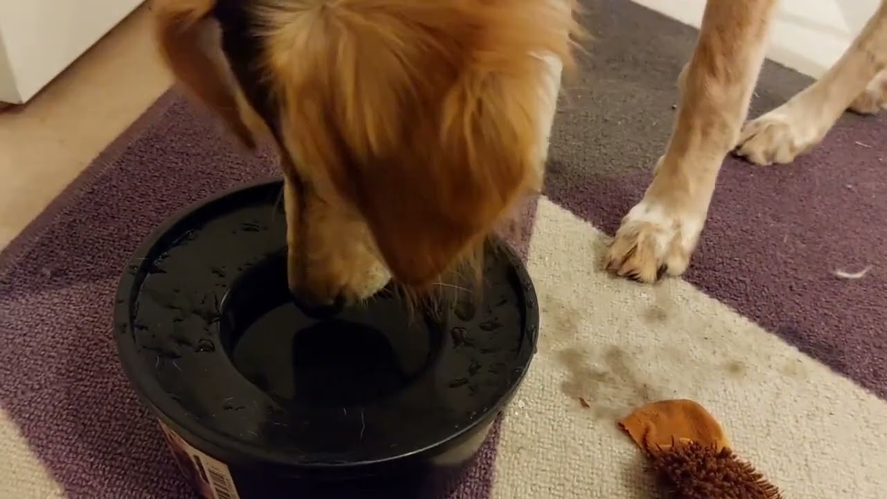 Saluki Lily plays with the water bowl...