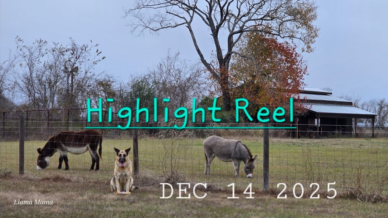 Highlight Reel: Cute Funny Farm Animals Eating Treats Donkeys Llamas German Shepherd Dog