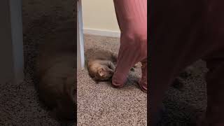 When Cat Paw Gets Too Rowdy... Baby Says No! 😹 #youtubeshorts #cat #pet #petlover