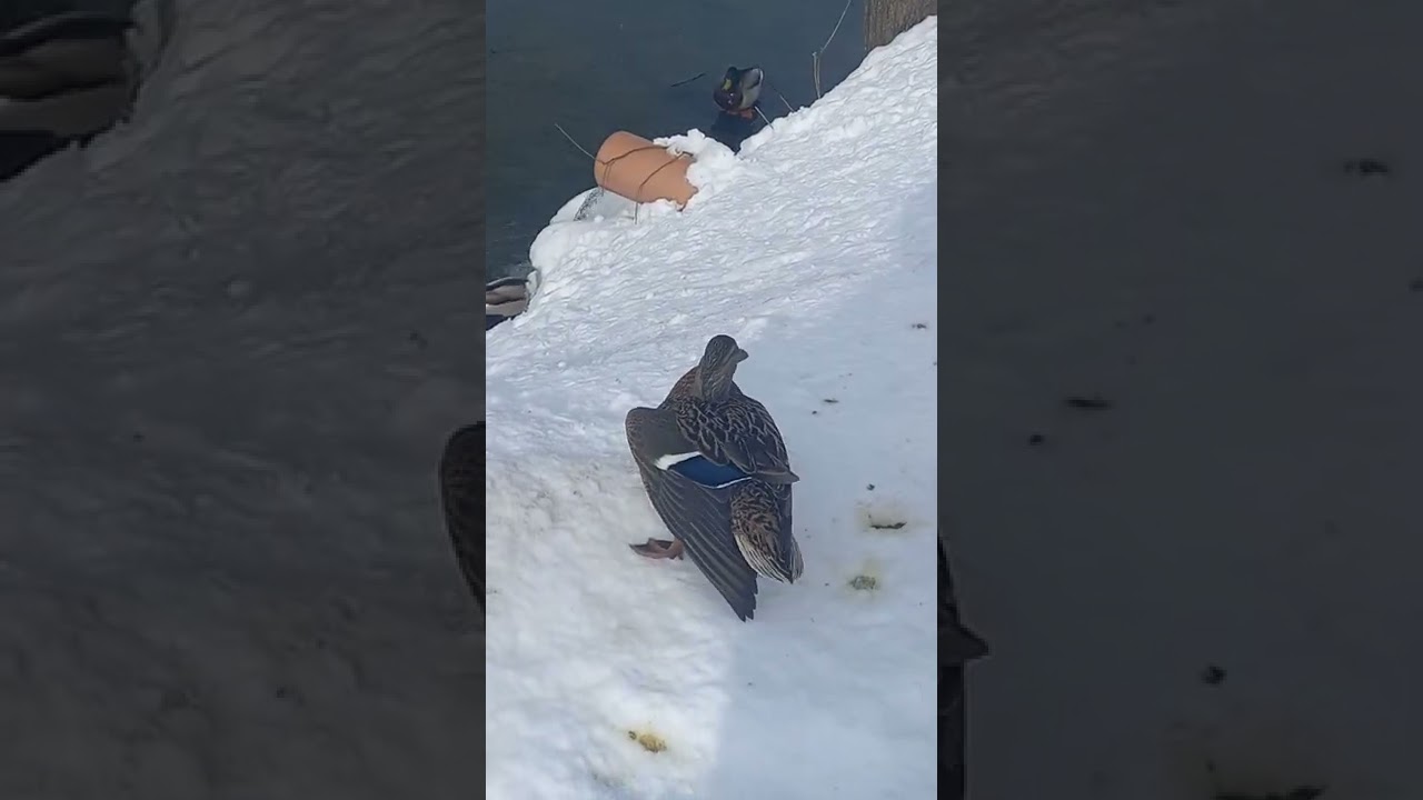 A drake and a duck show off plumage.