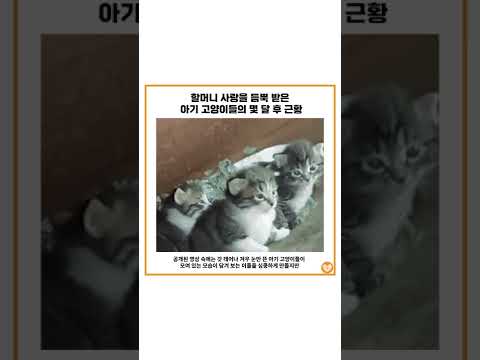 할머니 사랑을 듬뿍 받은 아기 고양이들의 몇 달 후 근황 #shorts