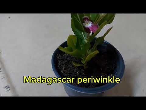 What is Madagascar periwinkle used for?#garden