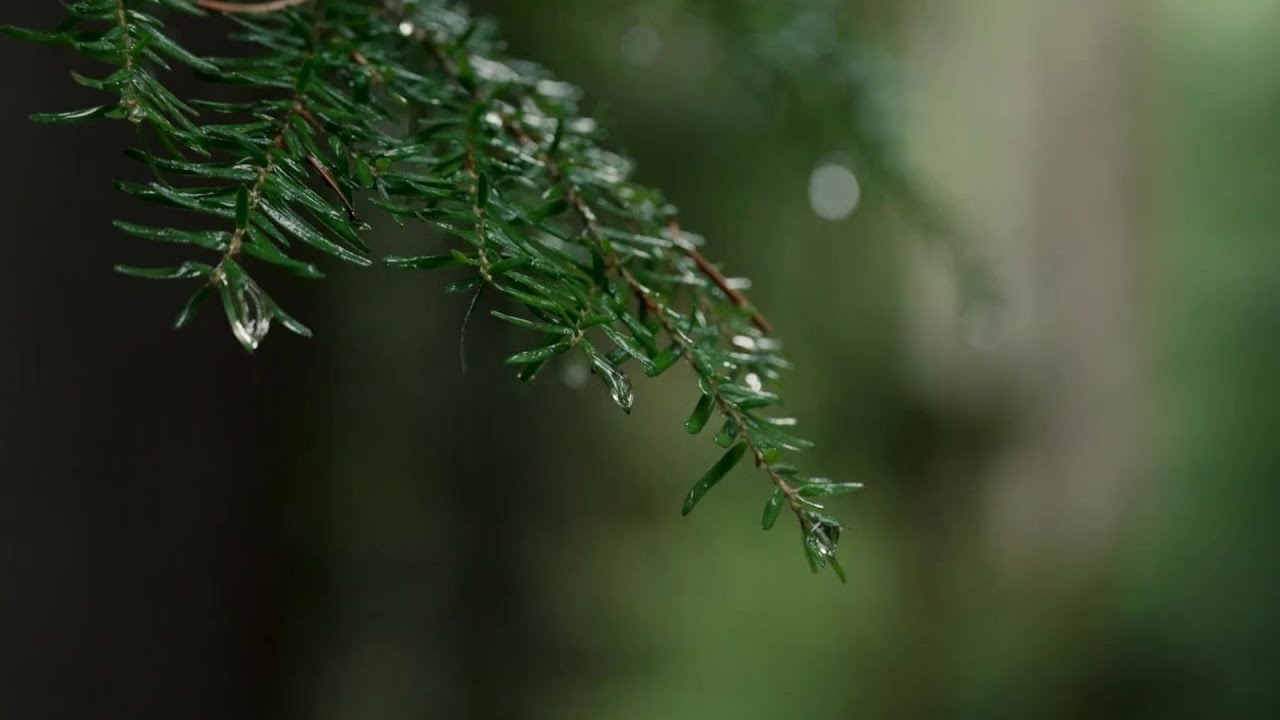 Let Down - Radiohead - Lyrics