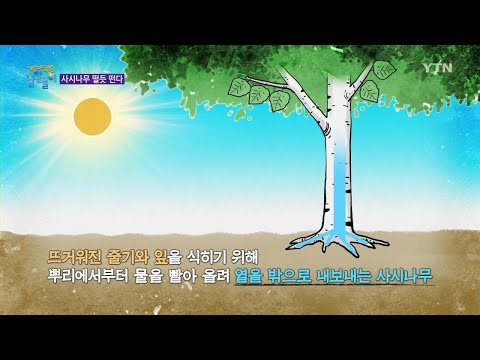 [Fun Word Origins] Does Shaking Like a Trembling Tree Actually Mean Quaking in Your Boots? / YTN ...