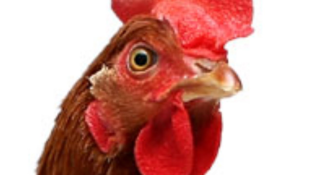 RIP Chicken (CS:GO) - YouTube