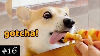Best Corgi  Compilation | Funny Corgi Dogs & Puppies | 2021 Try Not To Laugh | Baby Corgis ✅