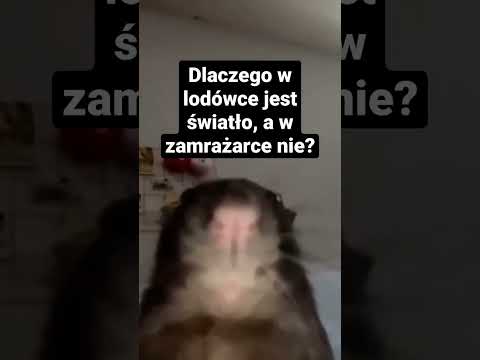 Wideo: Dlaczego w lodówce i nie w zamrażarce jest światło?