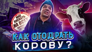 СтопХам - "Как отодрать корову"