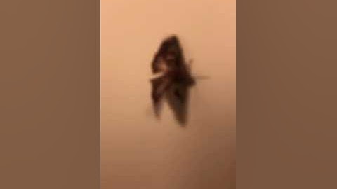 Moth flying in my room in Slow Motion