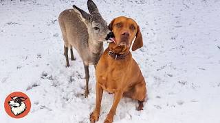 This Dog Found A Baby Deer And Raised Her Like His Own