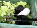 Rabbits police friendship Palakkad town
