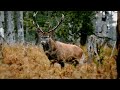Red deer rut in the umava national park 2020