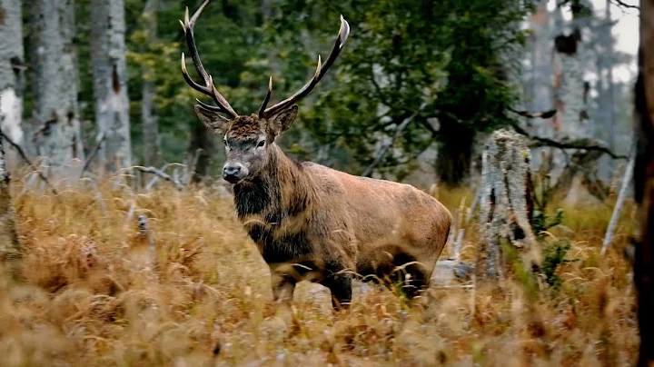 Red deer rut | Cervus elaphus | Jelen je | umava 2...