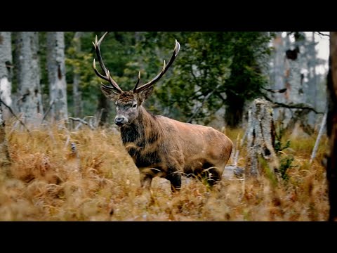 Red deer rut | Cervus elaphus | Jelení říje | Šumava 2020