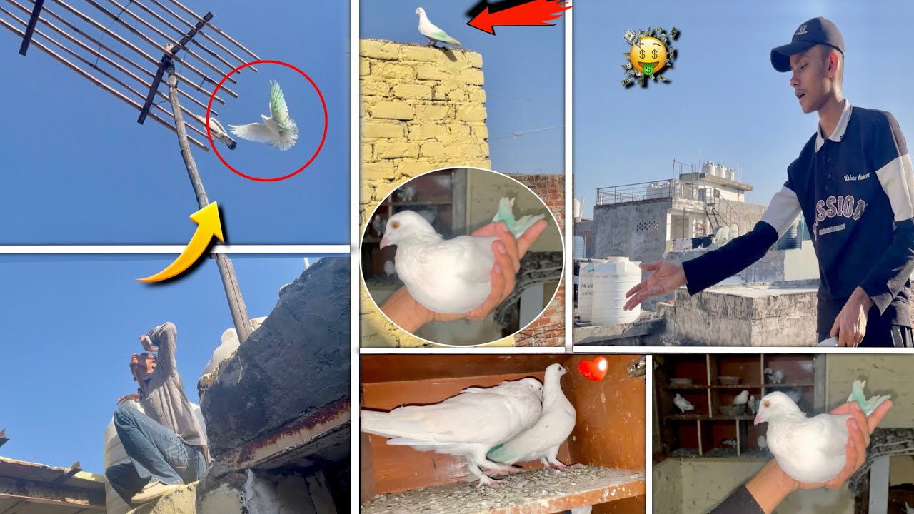 2 Ghante Mein Pakda Rang Laga Kabuter 🕊️❣️