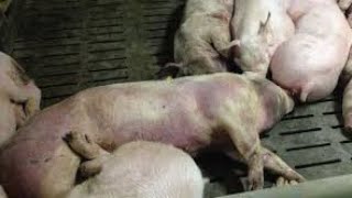Swine fever disease treatment/Swine fever symptom treatment etiology/Pig fever disease by veterinary